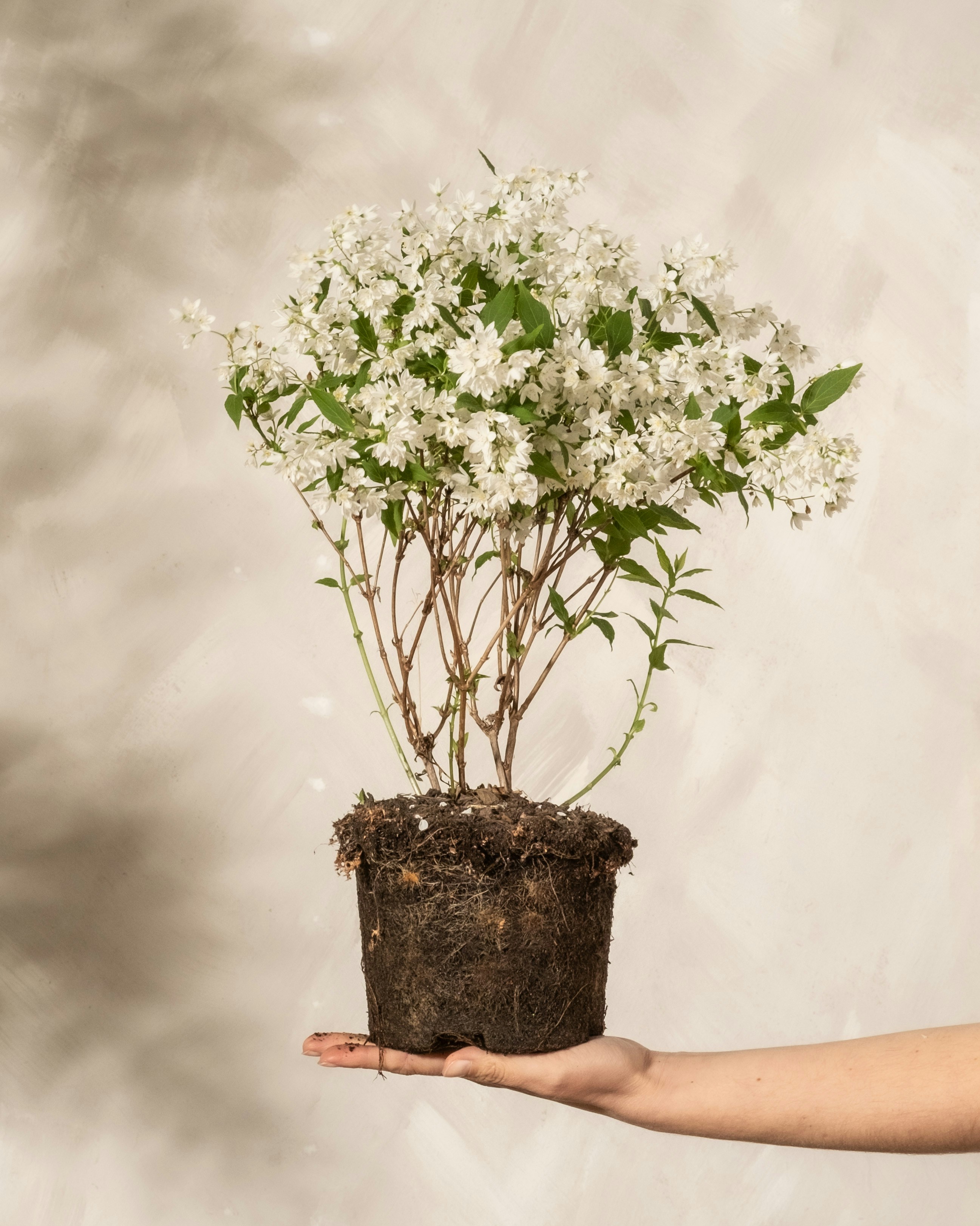 Air Purifier & Herbal Plants